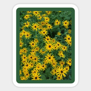 Yellow Daisies Sticker